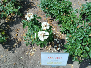 FOTO: Růže odkvétají. Rozárium v Hradci Králové rozárium zavírá