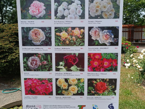 FOTO: Růže odkvétají. Rozárium v Hradci Králové rozárium zavírá