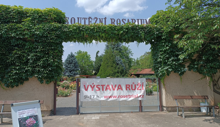 FOTO: Růže odkvétají. Rozárium v Hradci Králové rozárium zavírá