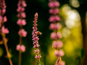 Na revitalizace sadů v Hořicích radnice získá dotaci. Ušetří téměř 20 milionů
