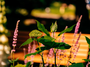 Na revitalizace sadů v Hořicích radnice získá dotaci. Ušetří téměř 20 milionů