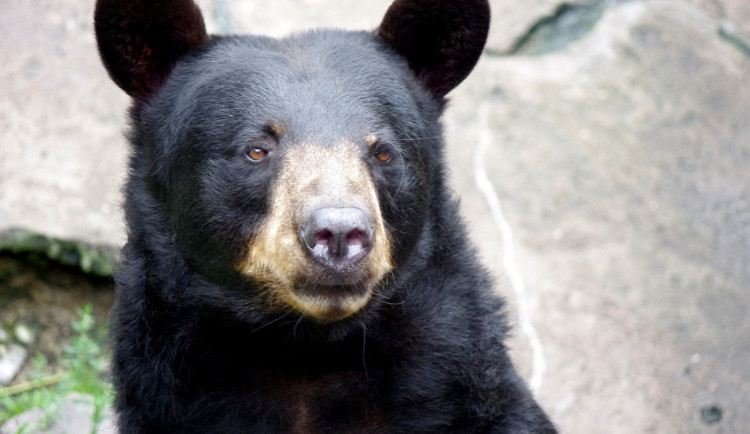 Táborskou zoo zasáhla smutná událost, oblíbený medvěd baribal Geňa zemřel. Bylo mu už 28 let