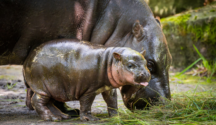 V Safari Parku Dvůr Králové se narodilo mládě vzácného hrošíka liberijského