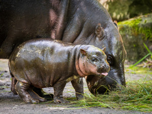 V Safari Parku Dvůr Králové se narodilo mládě vzácného hrošíka liberijského