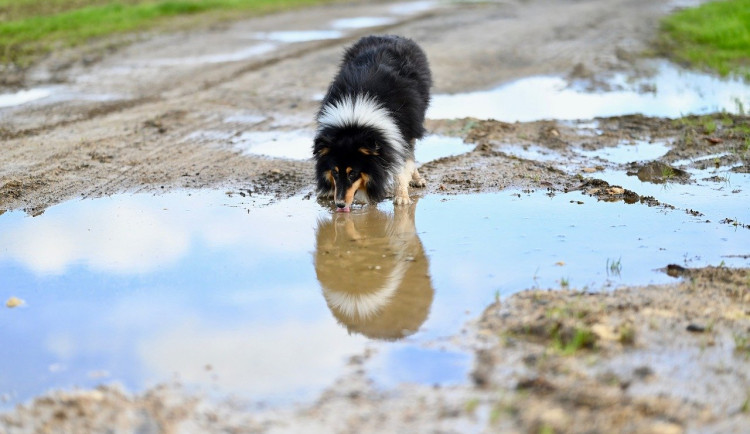 Jak chránit zvířata před přehřátím? Stříháním srsti jim můžeme přitížit