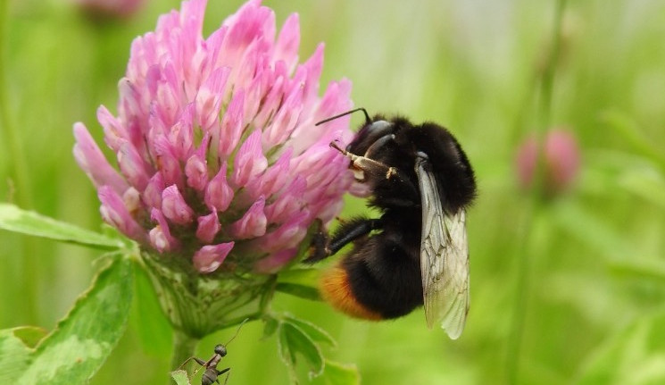 Biologové objevili na dalších místech ve městě kriticky ohroženého čmeláka