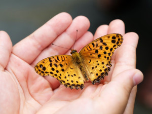 V Česku začalo první letní sčítání motýlů za účasti veřejnosti, potrvá do neděle