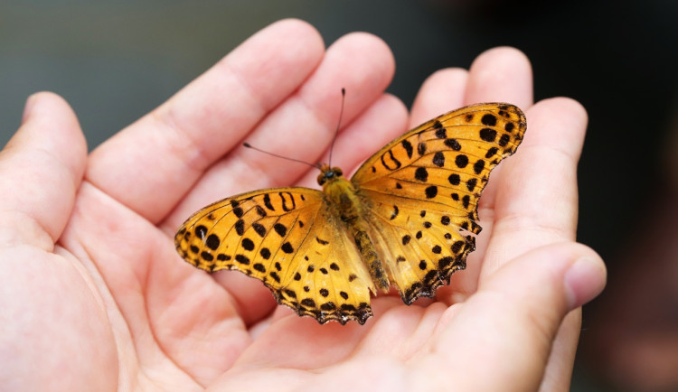 V Česku začalo první letní sčítání motýlů za účasti veřejnosti, potrvá do neděle
