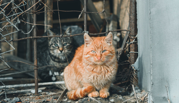 Hradec Králové přijímá nová opatření proti přemnožení toulavých koček