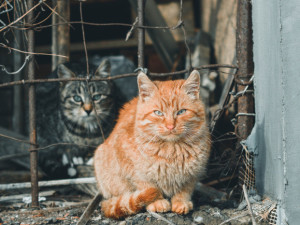 Hradec Králové přijímá nová opatření proti přemnožení toulavých koček