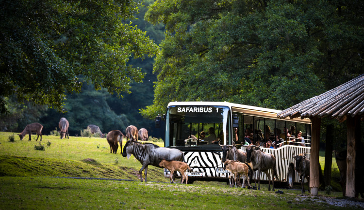 Safari Park Dvůr Králové nad Labem ožil Afrikou