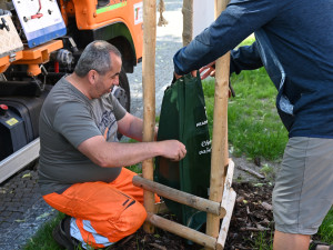 Hradec Králové pořídil nové vaky na zavlažování stromů. Použil peníze re-use projektu