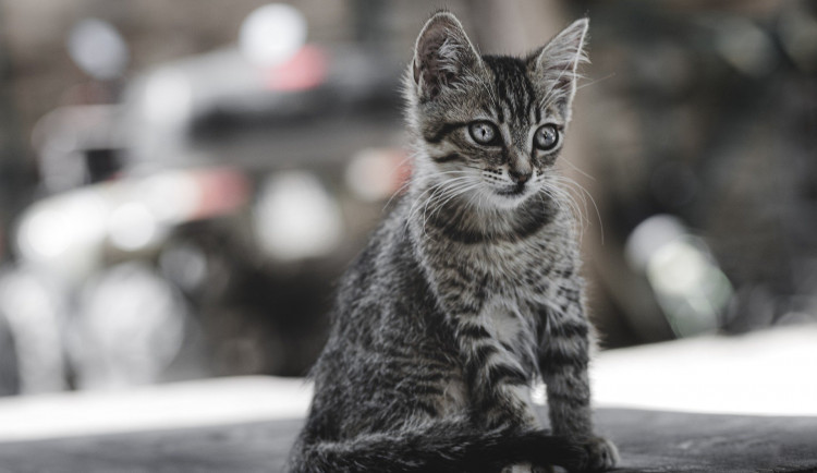 Hradec Králové podpoří kastraci koček a zdravotní péči o volně žijící zvířata