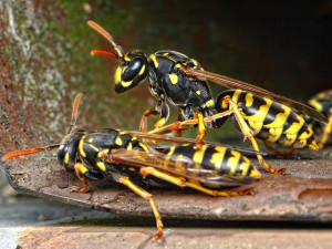 Likvidací hnízd je hodně, ale vosy přemnožené podle odborníků nejsou