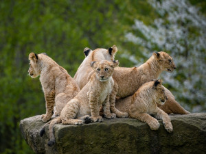 Světový den lvů v Safari parku, řemesla v Šonově nebo svátek piva ve Vrchlabí. Kam o víkendu zajít?