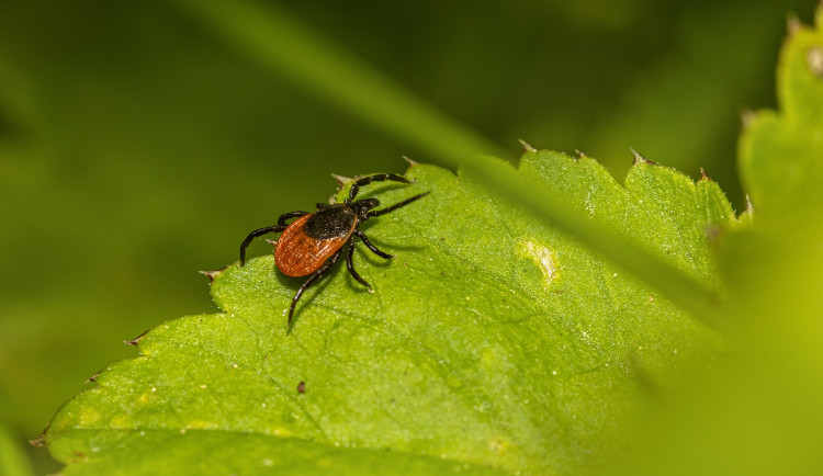 V hradeckém kraji přibylo nemocí od klíšťat, je jich tolik jako loni koncem září