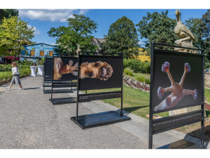 Hradecký fotograf zachytil detaily afrických zvířat, k vidění jsou v Safari Parku