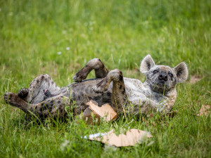 Safari Park ve Dvoře Králové láká na noční prohlídku