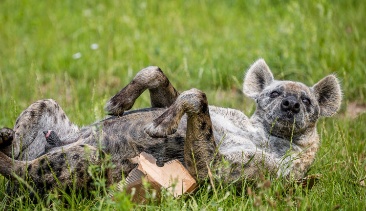 Safari Park, Dvůr Králové nad Labem, ZOO, zvířata, noc