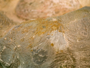 Socha dortu v Hořicích přišla restaurováním. Nyní opět září barvami