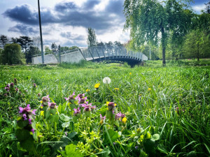 Hradecká radnice zvažuje úpravu Šimkových sadů, možnosti vyhodnotí studie