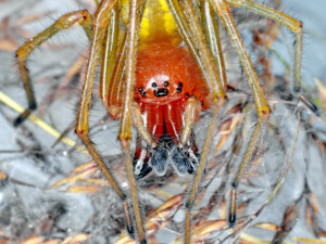 Jedovatá zápřednice expanduje, už ji lze potkat i v Krkonoších