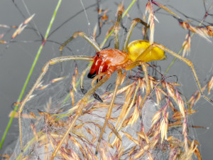 Jedovatá zápřednice expanduje, už ji lze potkat i v Krkonoších