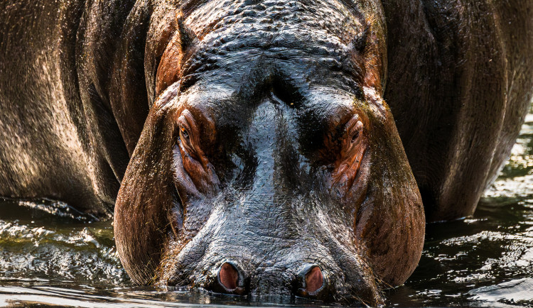 V zoo Dvůr Králové se v jezeře narodil hroch. Osmý od obnovy chovu v roce 2016