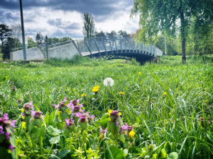 Radnice chce modernizovat Šimkovy sady. Nechává zpracovat studii za půl milionu