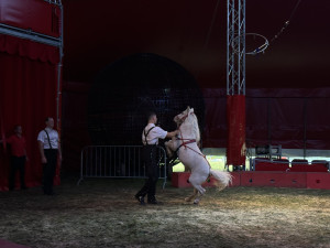 Ve Hradci Králové se objevil cirkus se třísetletou tradicí. Poprvé v historii