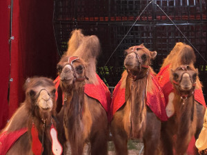 Ve Hradci Králové se objevil cirkus se třísetletou tradicí. Poprvé v historii