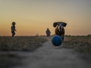 Hradec Králové chce vybudovat nový park u Malého Labského náhonu