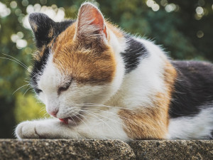 Hlídejte si své kočky, v Hradci ode dneška probíhá odchyt těch toulavých