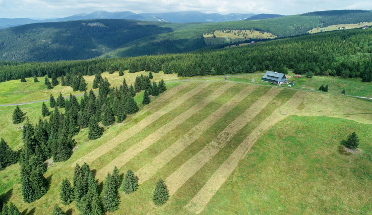 Krkonošské stráně teď připomínají fotbalová hřiště