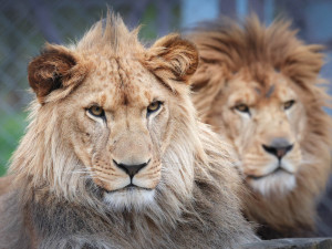 Safari Park Dvůr Králové ukončilo sezónu Afrického safari. Má za sebou rekordní sezonu