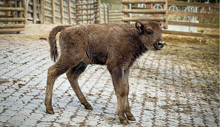 Táborská zoo slaví narození dalšího zubra, jméno pro nejmladší samici můžete navrhnout i vy