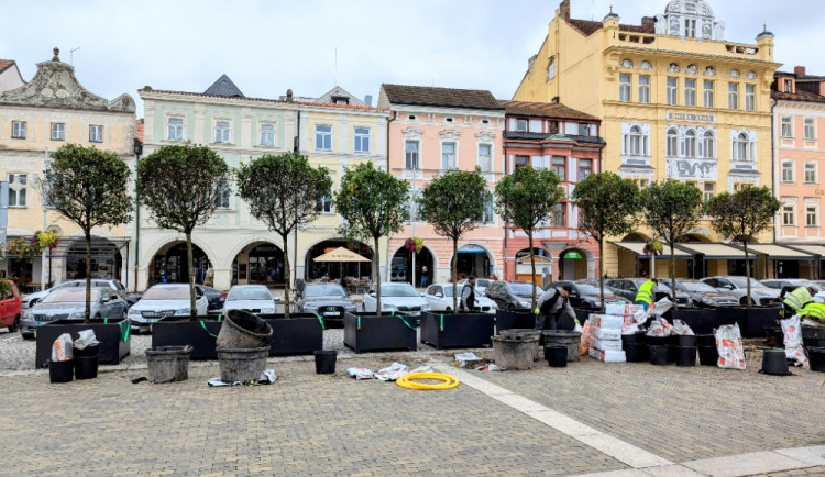 Na náměstí v Českých Budějovicích přibylo dalších devět stromů, časem je doplní i nové lavičky.