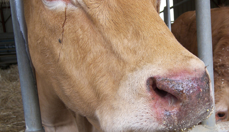 Veterináři rozšířili ochranné pásmo kolem katarální horečky i na hradecký kraj