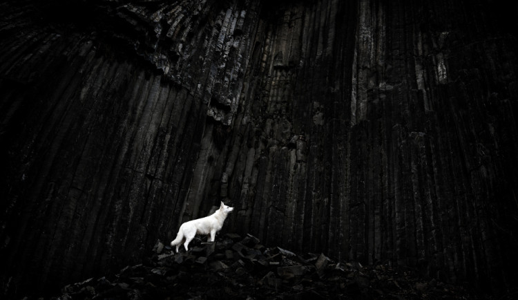 Fotografie Mordor vyhrála kategorii Zvířata v soutěži Siena Creative Photo Awards