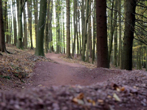 V Náchodě se otevřel nový trail Lišák. Podobných tratí je v kraji více