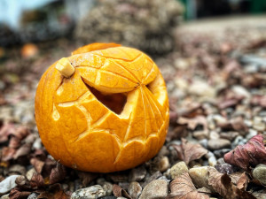 OBRAZEM: Safari Park ozdobilo několik stovek vydlabaných dýní. Odstartoval Týden duchů