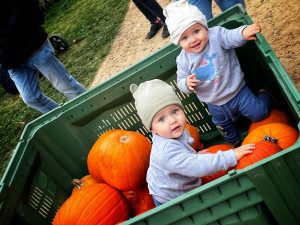 OBRAZEM: Safari Park ozdobilo několik stovek vydlabaných dýní. Odstartoval Týden duchů