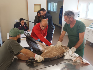 Zoo Dvůr Králové poslala dva mladé supy na Sardinii,. Podpoří tamní populaci