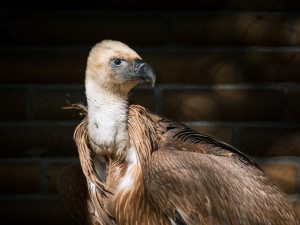 Zoo Dvůr Králové poslala dva mladé supy na Sardinii,. Podpoří tamní populaci
