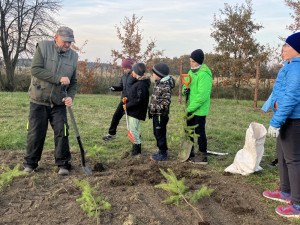 Nově vysázené stromy a keře ochrání Rokytno před hlukem z dálnice