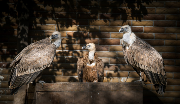 Zoo Dvůr Králové poslala dva mladé supy na Sardinii,. Podpoří tamní populaci