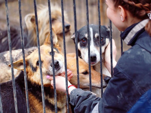 Náchod nechá vybudovat útulek pro opuštěná zvířata. Zaplatí za něj 15 milionů