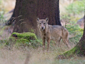 Monitoring potvrdil, že se vlci v Krkonoších a Orlických horách stále rozmnožují