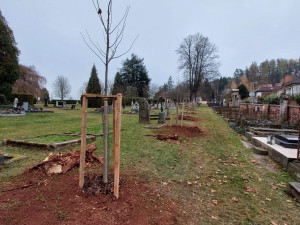 Trutnovský hřbitov se dočká osmnácti nových lip. Několik starých stromů muselo k zemi