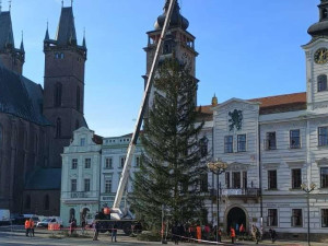 Hradec Králové už má svůj vánoční strom na Velkém náměstí